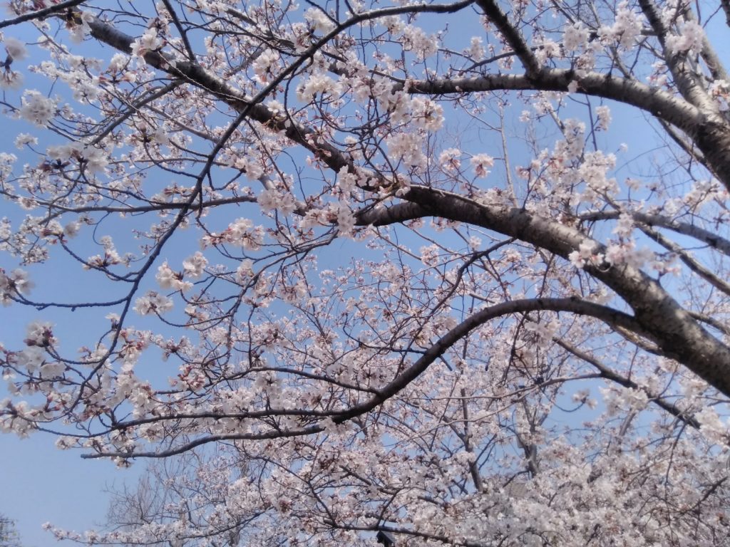 桜　お花見　満開
