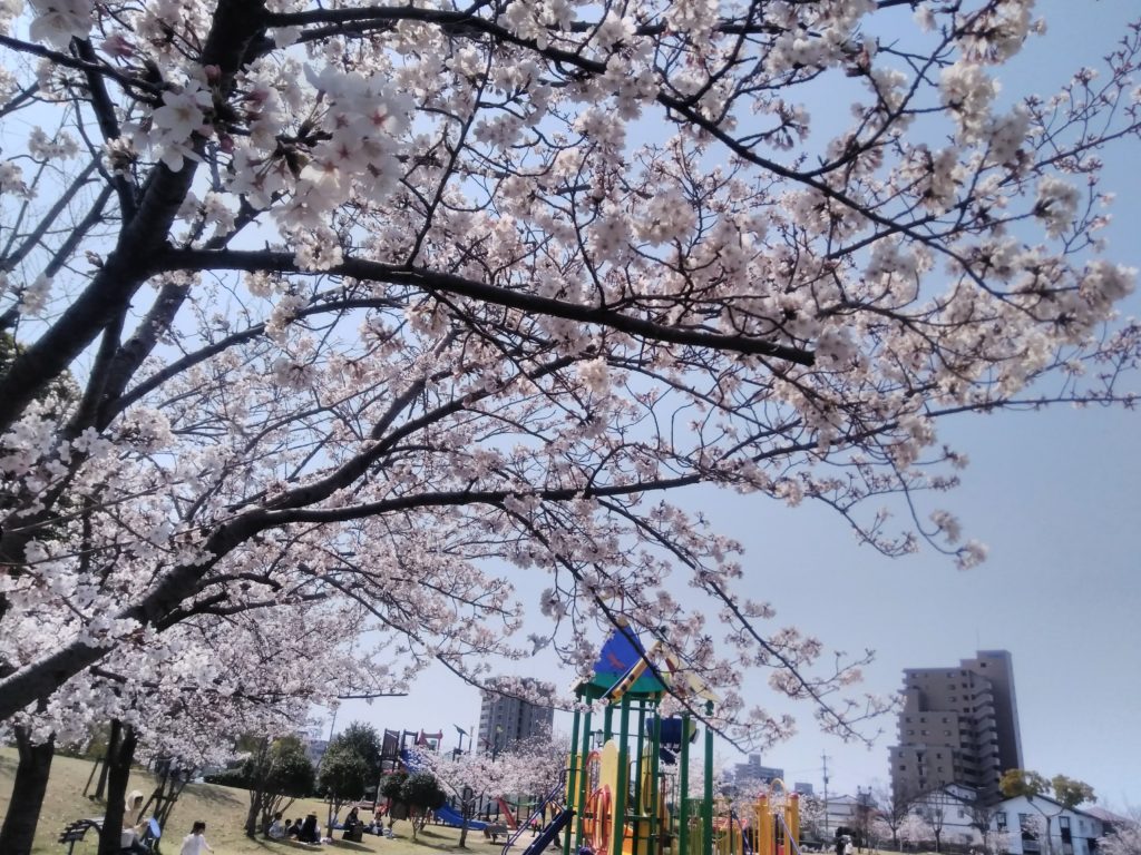 佐賀　夢咲公園　お花見
