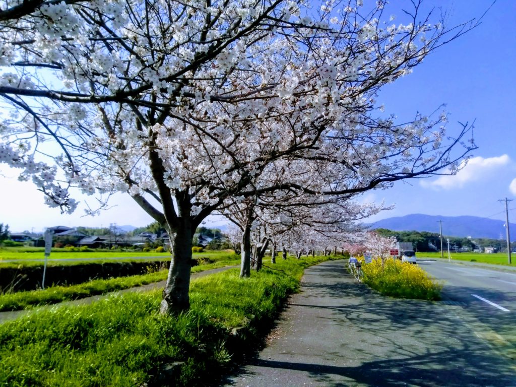 帰り道　桜と菜の花