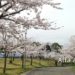 森林公園　桜　見物　佐賀
